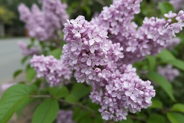 Obraz premium A Close up of a Bunch of Purple Flowers on a Bush - Generative AI