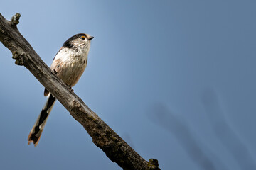 Orite à longue queue posée
(Mésange)
