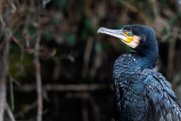 Grand Cormoran 
