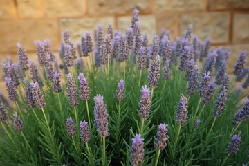 Naklejka premium A Close up of a Plant With Purple Flowers in Front of a Brick Wall - Generative AI