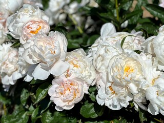 Beautiful white peonies flowers in garden.