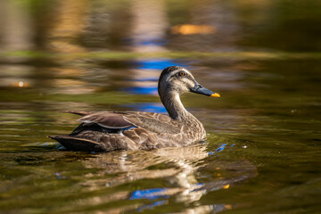 Fototapeta premium 池を泳ぐカルガモ