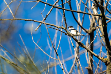 Fauvette à tête noire posée sur une branche 