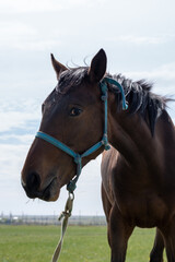 Obraz premium Brown horse with blue halter standing on a grassy field, natural style, sky background, concept of freedom