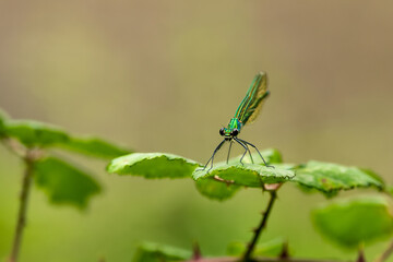 Demoiselle posée