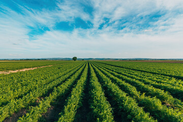Rows of carrot (Daucus carota) plants in cultivated agricultural field