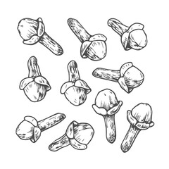 Detailed cloves spice sketch illustration, showcasing dried buds in vintage style. Perfect for culinary designs, food packaging, botanical art, and aromatic spice-themed projects.