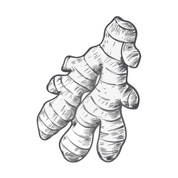 Detailed ginger root sketch illustration, showcasing its natural curves and texture in vintage style. Perfect for culinary designs, food packaging, botanical art, and herbal themes.