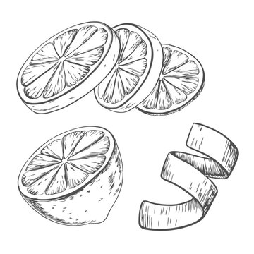 Detailed lemon peel sketch illustration, showcasing curled zest in vintage style. Perfect for culinary designs, food packaging, botanical art, and citrus-themed projects.