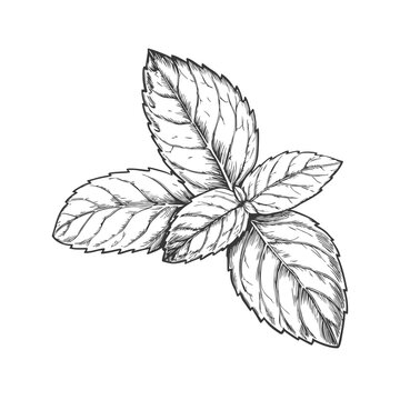 Detailed mint leaf sketch illustration, showcasing its textured veins and natural shape. Perfect for botanical art, culinary designs, herbal packaging, and nature-themed projects.mint- (1)
