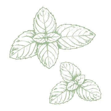Detailed mint leaf sketch illustration, showcasing its textured veins and natural shape. Perfect for botanical art, culinary designs, herbal packaging, and nature-themed projects.mint- (1)