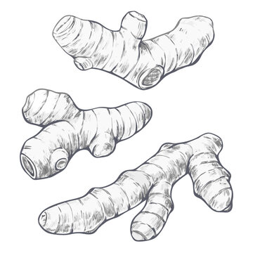 Detailed turmeric sketch illustration, highlighting its distinct root shape and texture in vintage style. Perfect for botanical art, herbal medicine themes, food packaging, and spice designs.