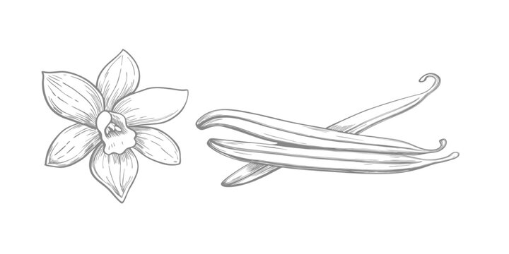 Vanilla flower sketch illustration, showcasing intricate petals and details in vintage style. Perfect for botanical art, fragrance designs, food packaging, and floral-themed projects.