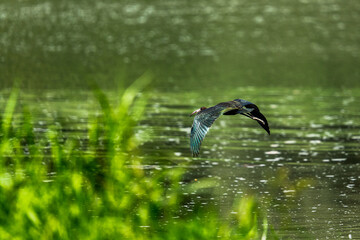 Ibis Falcinelle en vol