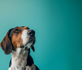 Treeing Walker Coonhound dog on minimalistic colorful background with Copy Space. Perfect for banners, veterinary ads, pet food promotions, and minimalist designs.