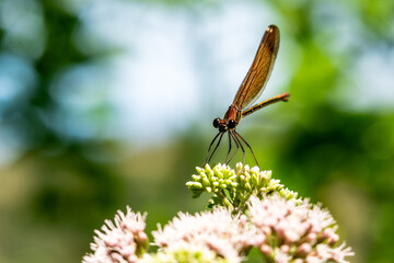 Demoiselle posées