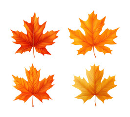 Fototapeta premium Gathering autumn maple leaves in nature's colorful isolated on transparent background png