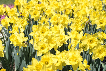 Obraz premium Beautiful Narcissus 'Dutch Master' flowers.
