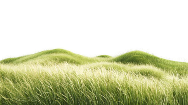 Green grass field blowing in the wind with transparent background, perfect for keying or compositing
