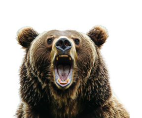 Grizzly bear roaring in wild forest animal nature isolated on transparent background png