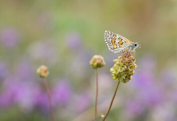 photos of butterflies from wildlife and nature