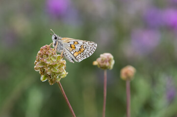 photos of butterflies from wildlife and nature