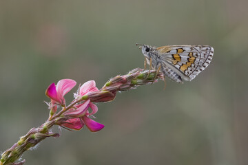 photos of butterflies from wildlife and nature