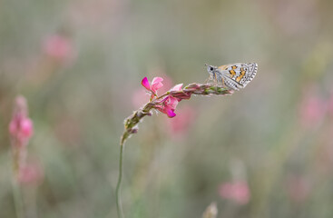photos of butterflies from wildlife and nature