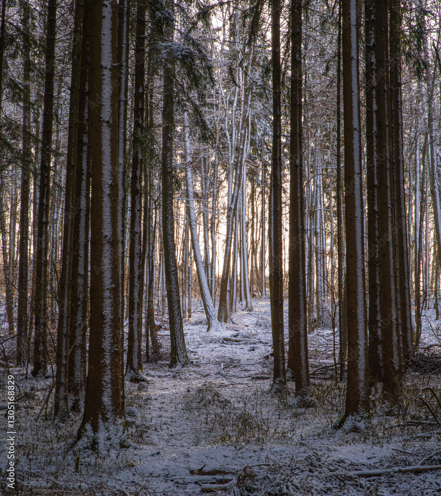 Poster snow-covered forest at dawn with tall trees and soft light breaking through the branches
