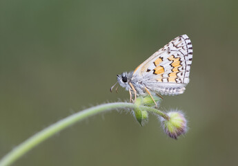 photos of butterflies from wildlife and nature