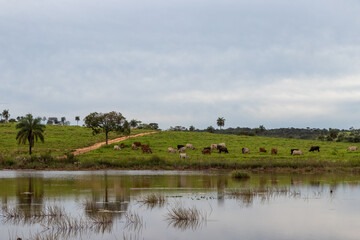 rural landscape with cattle and lake