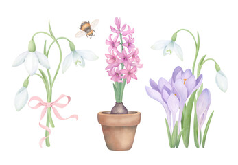 Snowdrops, purple crocuses, bumblebee and pink hyacinth in a flowerpot. Hand drawn set of spring flowers in watercolor style. Floral elements for postcard design and scrapbooking.