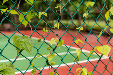 Fototapeta premium A climbing plant growing on the fence of a tennis court, appearing wet after a heavy rain a concept of a rain soaked tennis court
