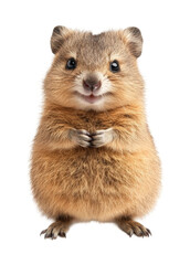 Fototapeta premium Friendly quokkas in playful island video isolated on transparent background png