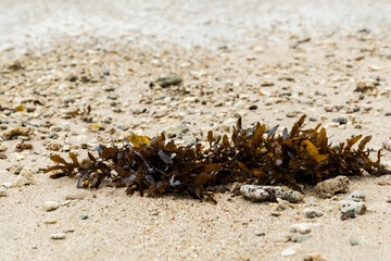 Brownish seaweed, Sargassum, washed up on the beach