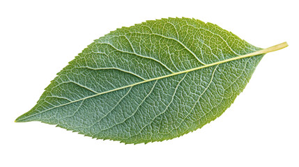Obraz premium Green leaf with detailed veins isolated on a transparent background, ideal for nature-themed projects