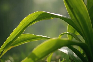 Obraz premium A Close up of a Plant With Green Leaves in the Grass - Generative AI