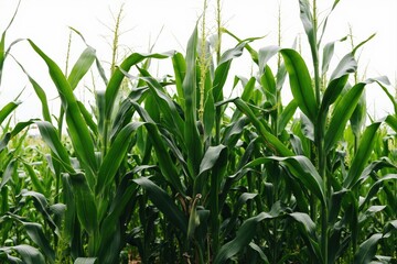 Fototapeta premium A Close up of a Corn Field With Tall Green Stalks - Generative AI