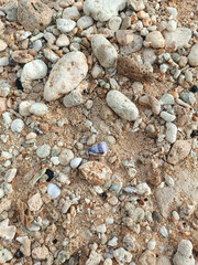Sea rocks and shells on a sandy beach top view. The natural pattern of the sandy beach