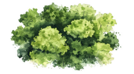 Forest canopy rendered in vibrant watercolor, aerial view capturing verdant green landscape against transparent backdrop
