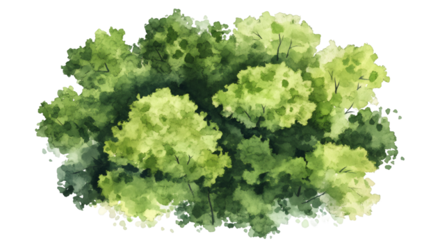 Forest canopy rendered in vibrant watercolor, aerial view capturing verdant green landscape against transparent backdrop