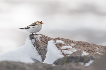 Snow bunting (Plectrophenax nivalis) on Cairn Gorm mountain, Scotland. 