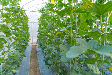 space between of Row of fresh melon tree  in greenhouse