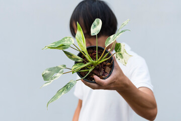 Closeup to philodendron emerald queen in the pot  