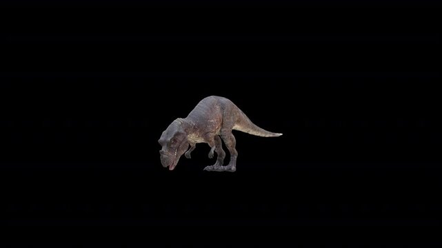 CeratosaurusCeratosaurus drink front loop drink front loop 3D Video Animation