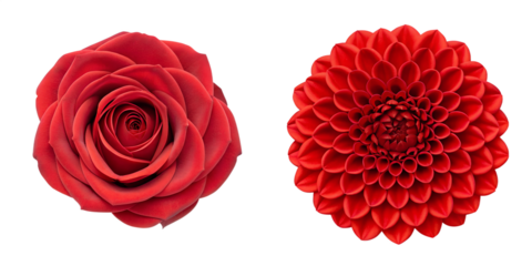 Two Distinct Red Flowers on White Background, Bright and Fresh Floral Beauty, PNG Transparent
