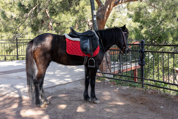 Black horse stands near a stable with red saddle in a natural setting