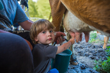 Young Child Participating in Cow Milking Process on a Farm in Rural Environment
