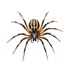 Obraz premium 3D icon of Orb-weaver spider isolated on transparency background