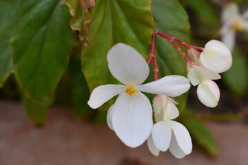 white magnolia flower